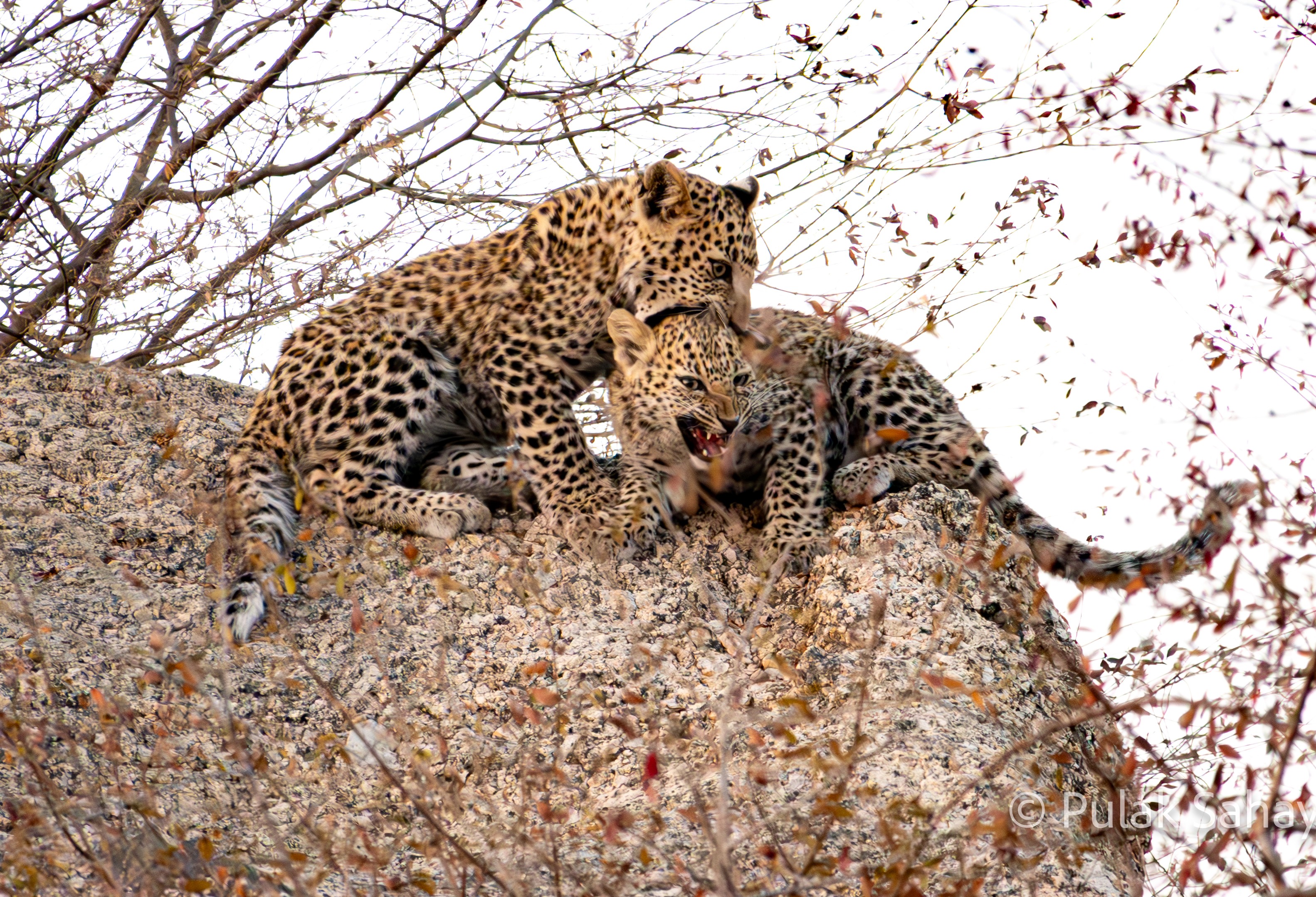 Young cub disciplined